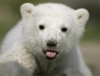 Knut